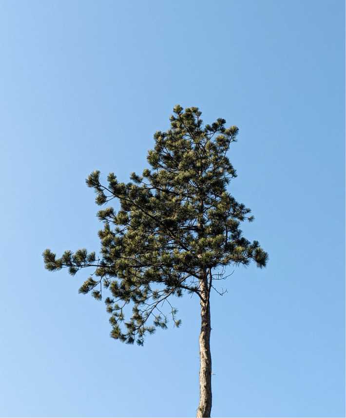 Pinul Negru Herculane